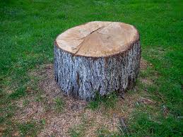 How Our Tree Care Process Works  in  Congress, AZ