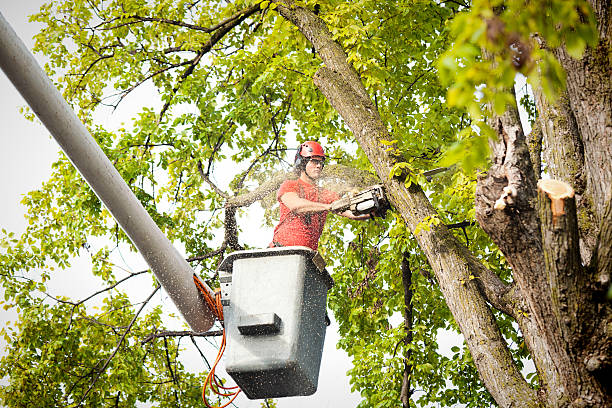 Reliable Congress, AZ Tree Care Solutions